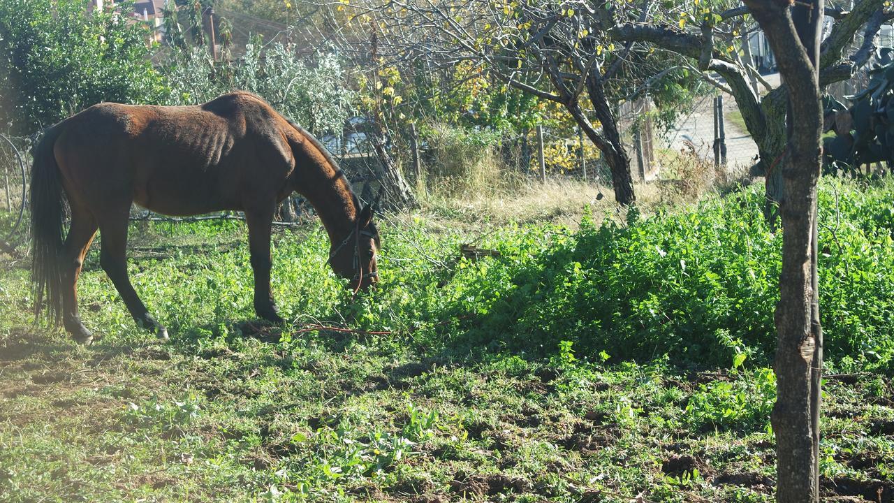 منزل الضيف سانت أوْفيمِيا لاميتْسْيا  في Agriturismo Masseria I Risi المظهر الخارجي الصورة