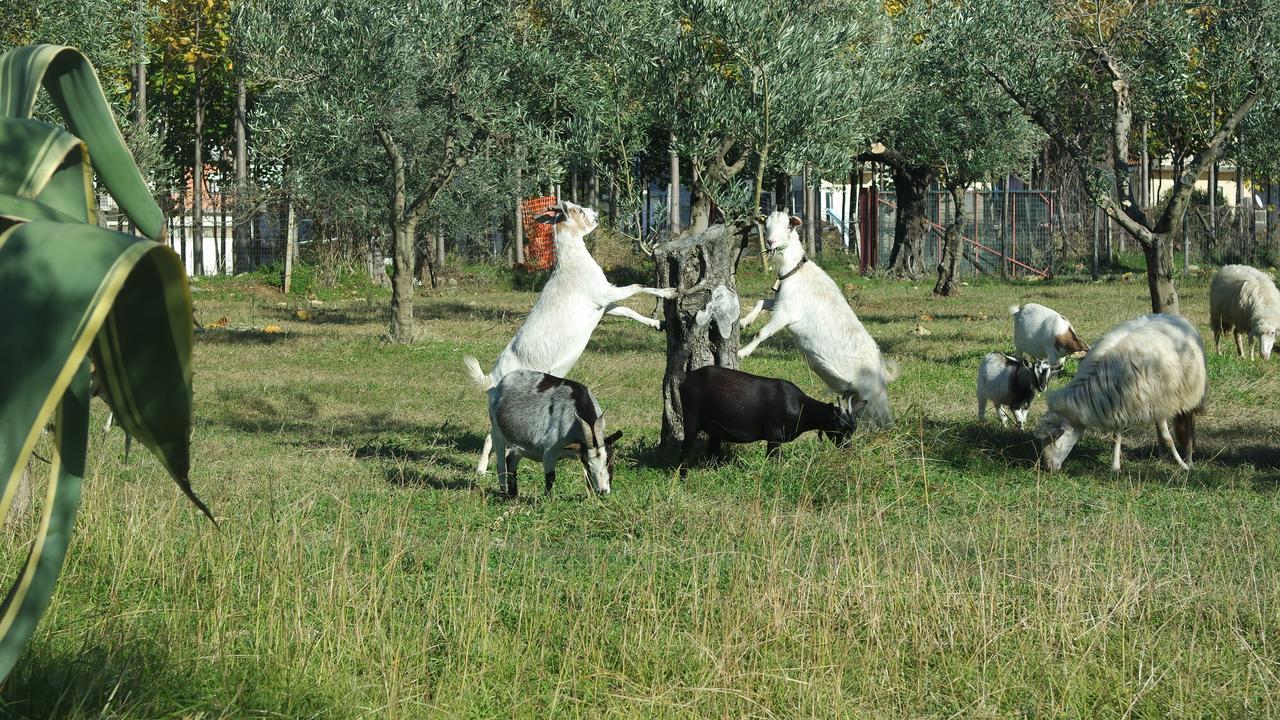 منزل الضيف سانت أوْفيمِيا لاميتْسْيا  في Agriturismo Masseria I Risi المظهر الخارجي الصورة